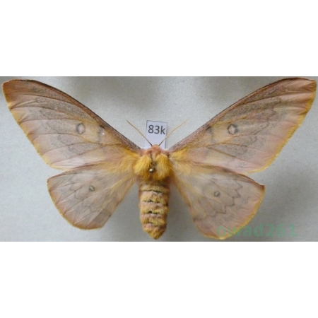 Saturnia caecigena Kupido, 1825 female ex. ovo,  Italy 84mm83k